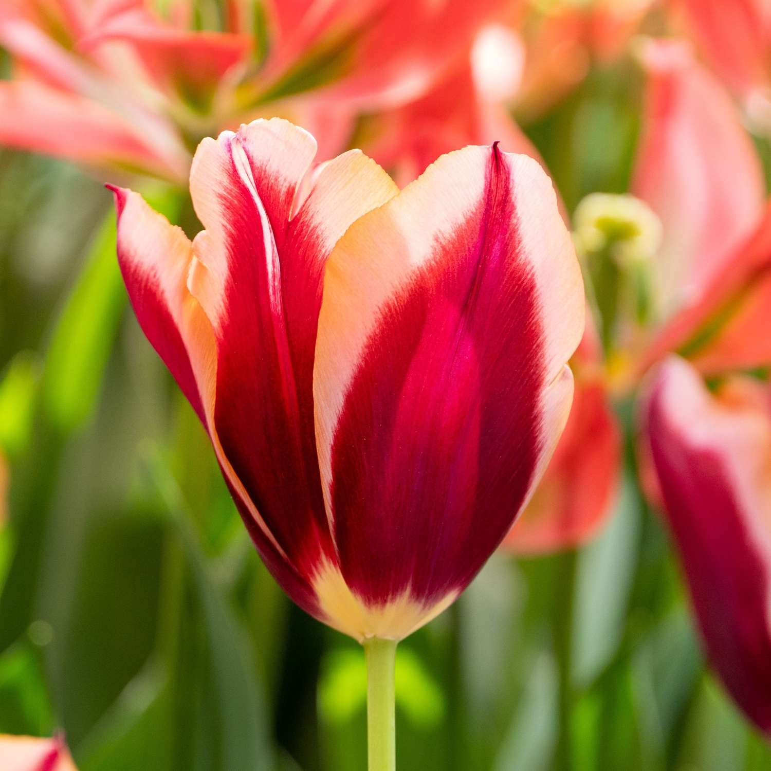 Tulpe 'Slawa'